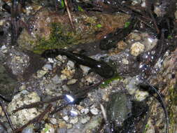 Image of Corsican Fire Salamander