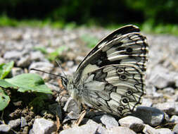 Imagem de Melanargia galathea Linnaeus 1758