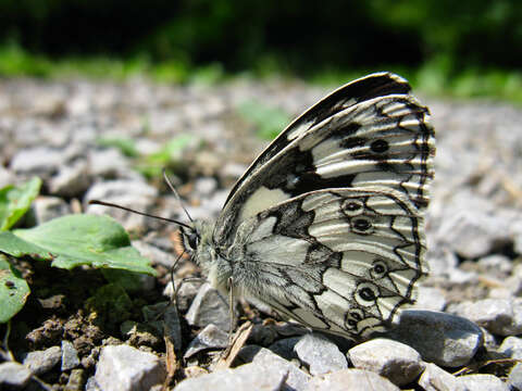 Image of marbled white