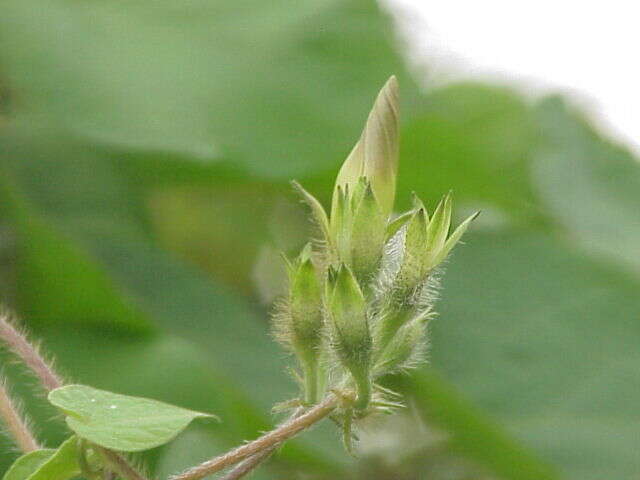 Image of tall morning-glory