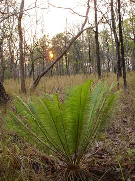 Image of Cycad