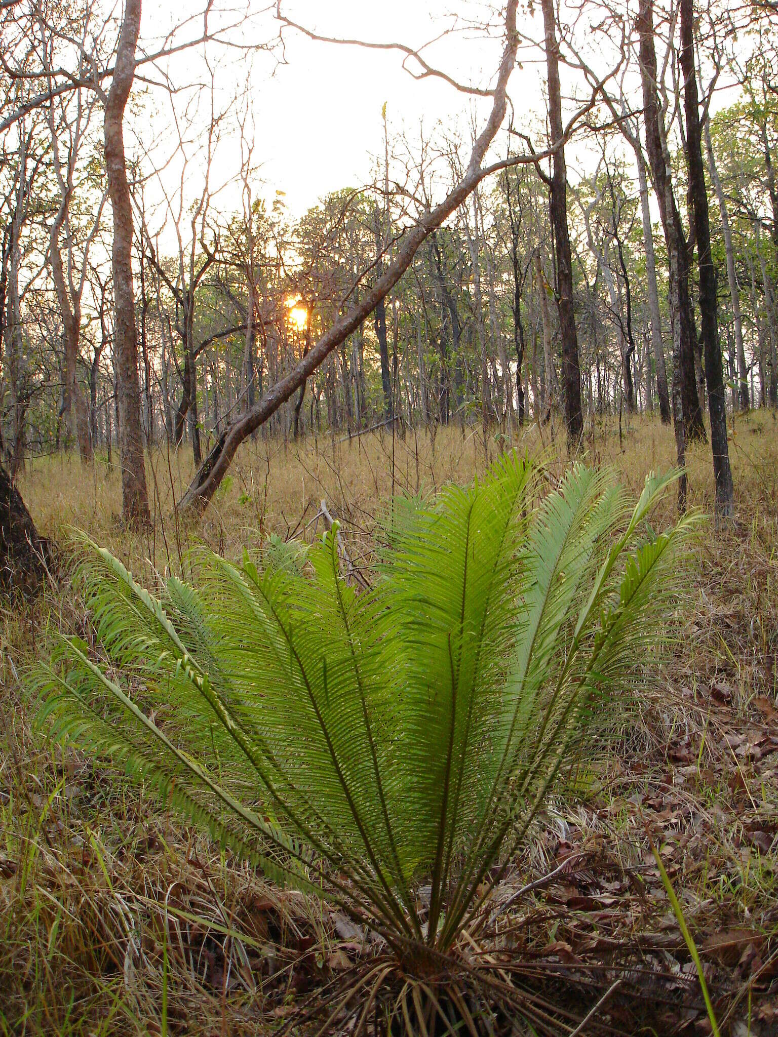 Image of Cycad