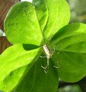 Image of Leucauge blanda (L. Koch 1878)