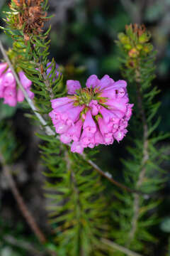 Image of Erica abietina subsp. constantiana E. G. H. Oliv. & I. M. Oliv.