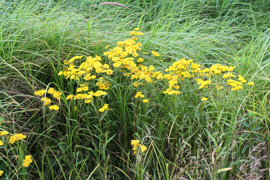 Image of Inula linariifolia Turcz.