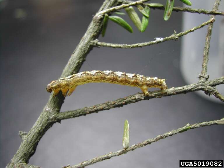 Image of Hemlock Looper