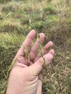 Image of Catchfly Grass