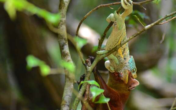 Image of Calumma ambreense (Ramanantsoa 1974)