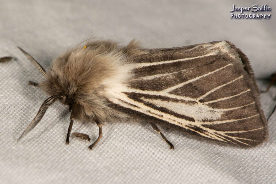 Image of Spilosoma dubia Walker 1855