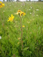 Image of mountain arnica