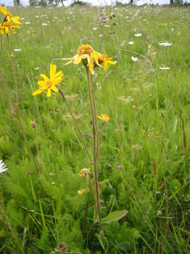 Image of mountain arnica