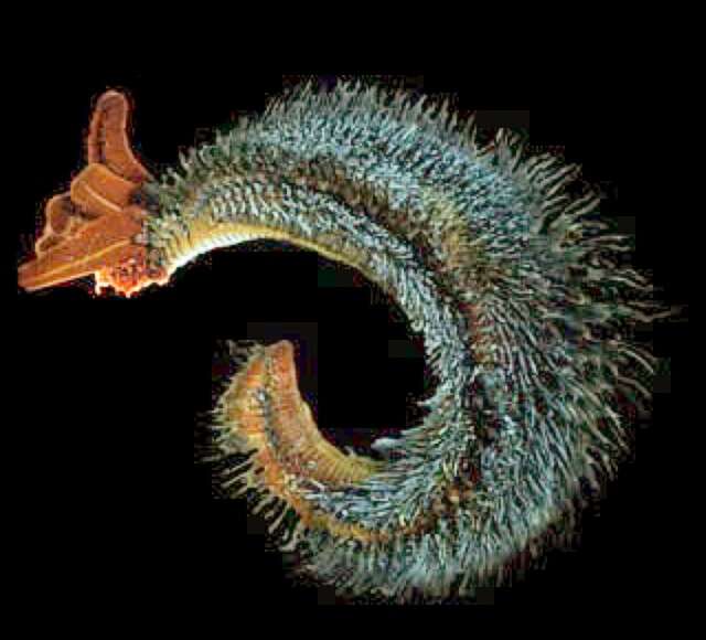 Image of Pompeii worm