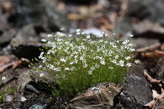 Image of Sabulina verna (L.) Rchb.