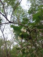 Image of Cordia truncatifolia Bartlett