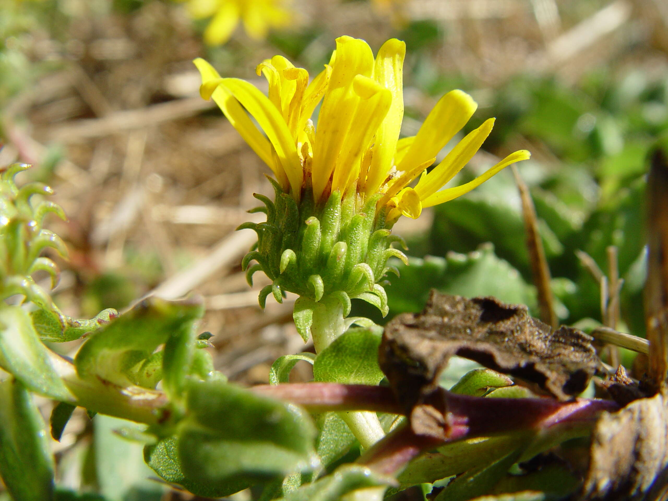 Grindelia nana resmi