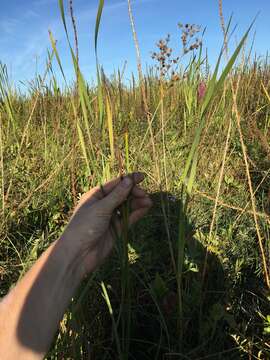 Image de Juncus oxymeris Engelm.