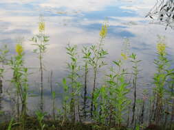 Image of earth loosestrife