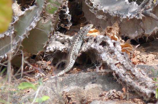 Image of Short-necked Skink