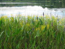 Image of pickerelweed