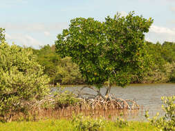 Image of red mangrove