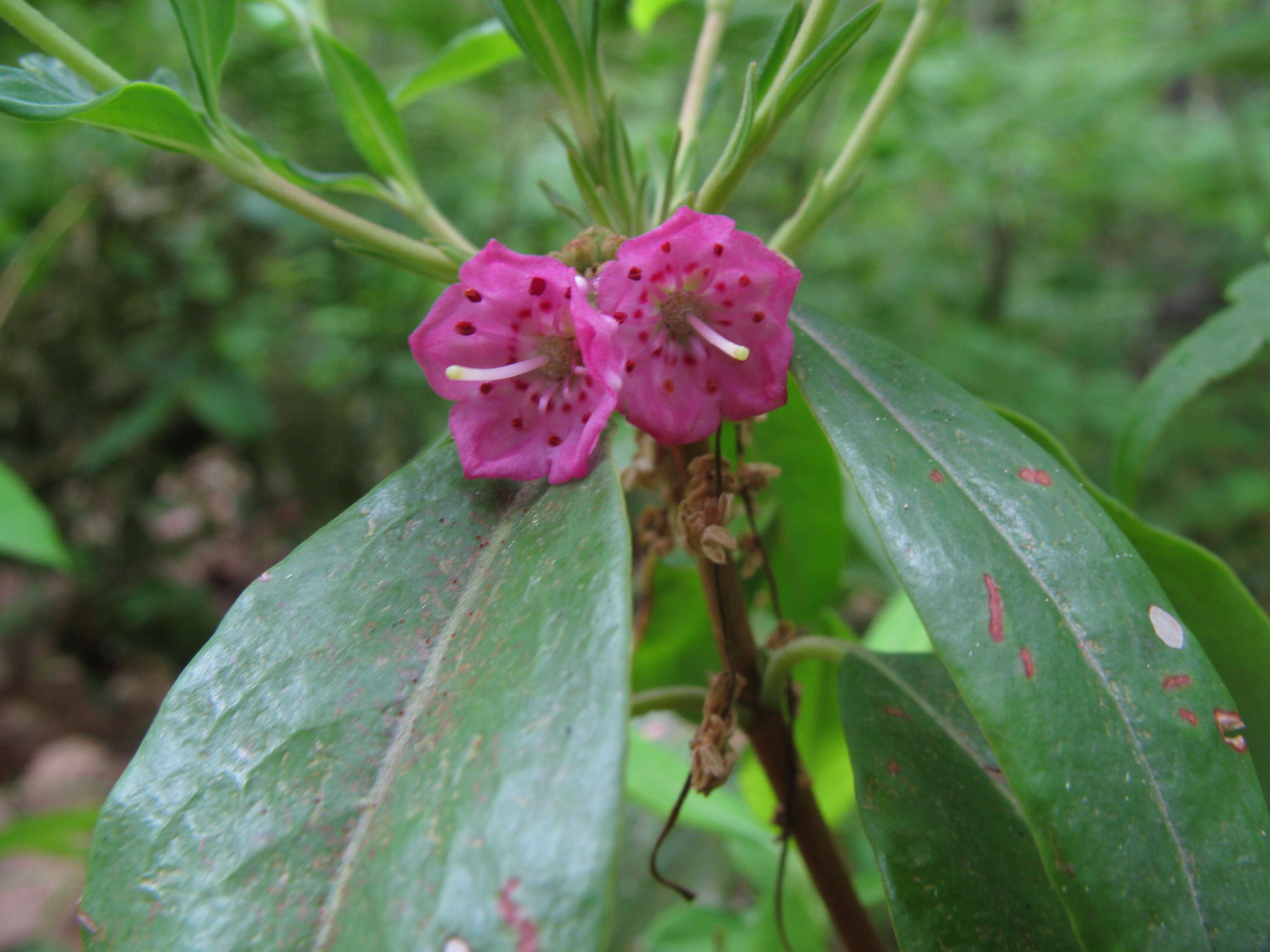 Image of sheep laurel