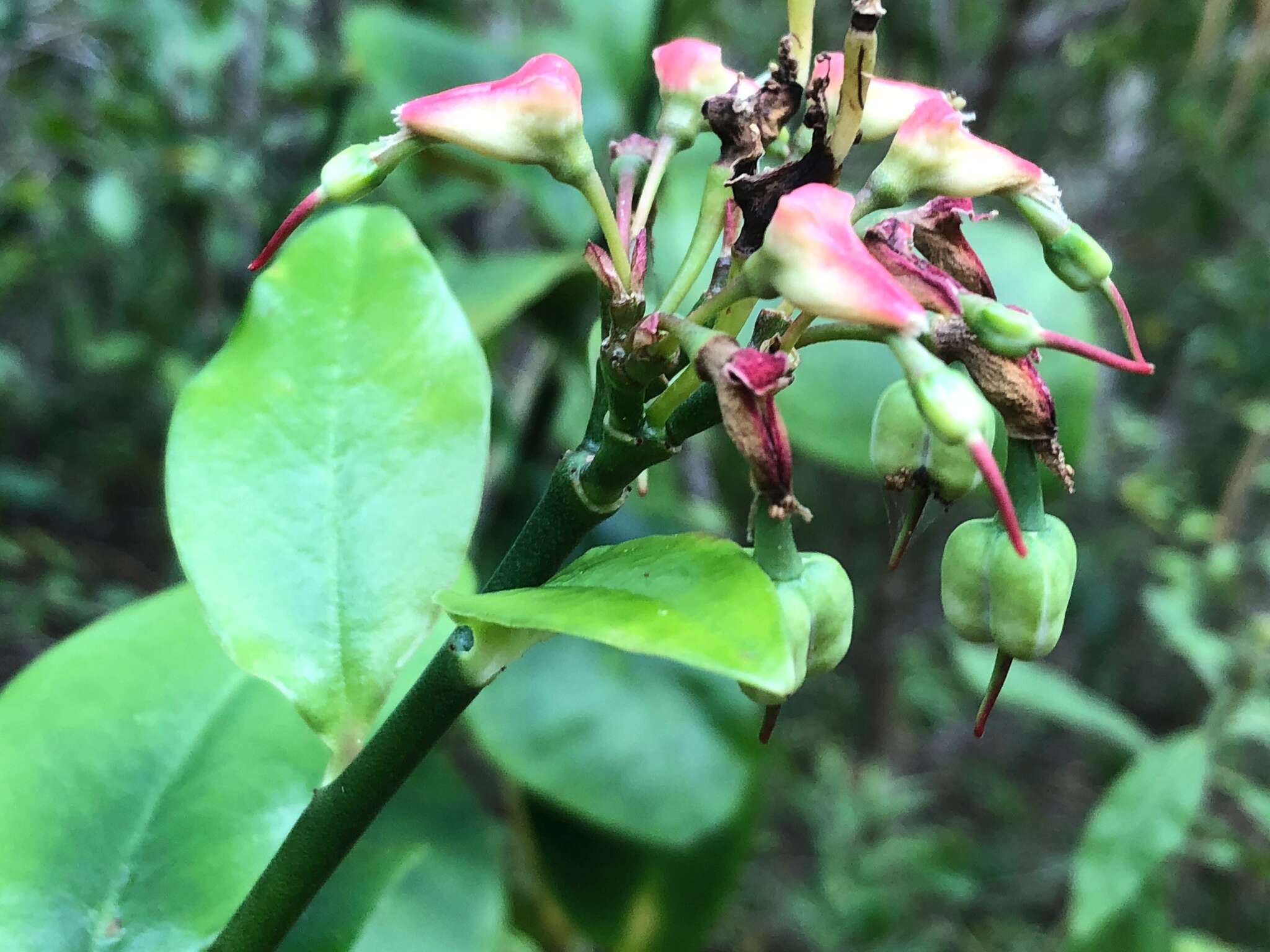 Plancia ëd Euphorbia tithymaloides L.