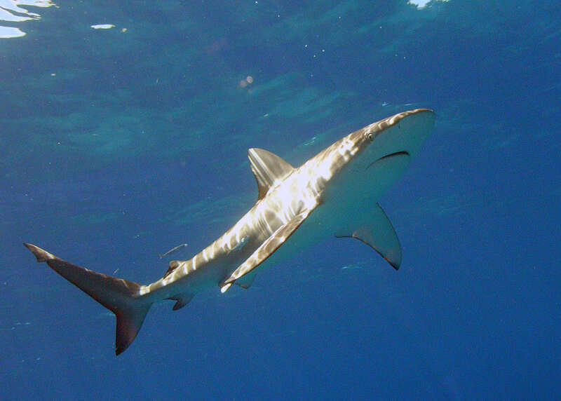 Image of Galapagos Shark