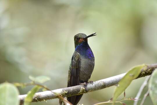 Image of Rufous-gaped Hillstar