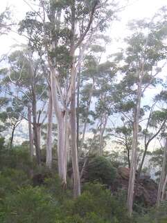 Imagem de Eucalyptus oreades F. Müll. ex R. T. Baker