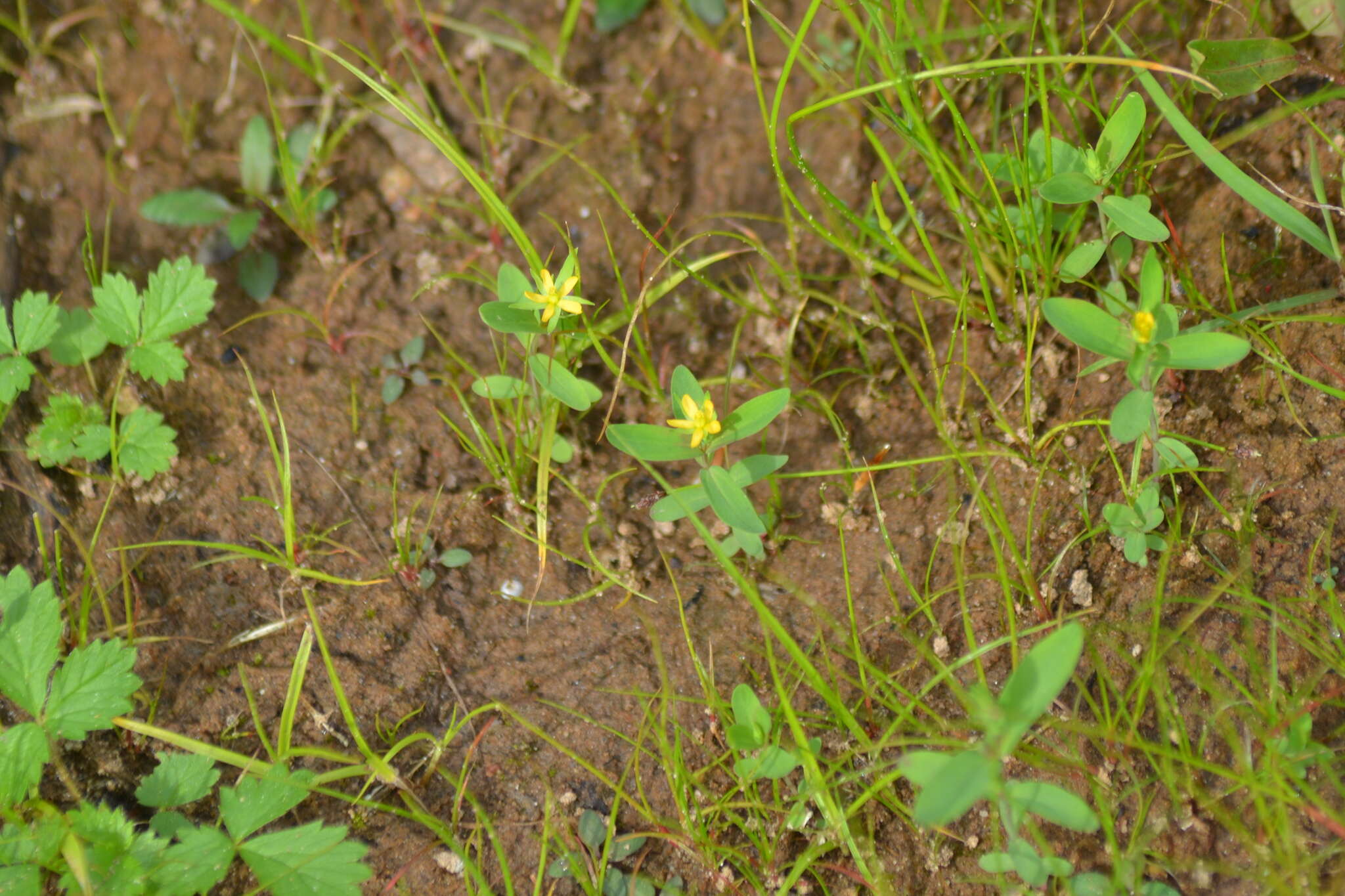 Image of northern St. Johnswort