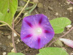 Image of tall morning-glory