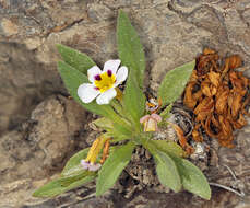 Image of Death Valley monkeyflower