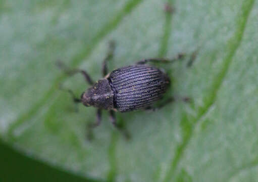 Image of Cabbage Seedpod Weevil