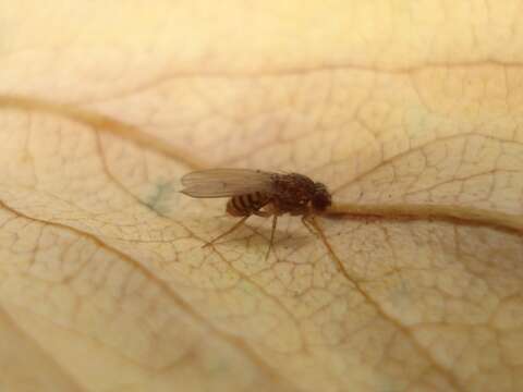 Image of fruit fly