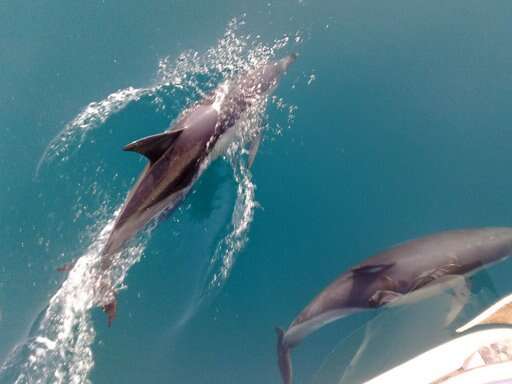 Image of Atlantic Dolphin