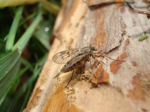 Image of Marsh Snipe fly