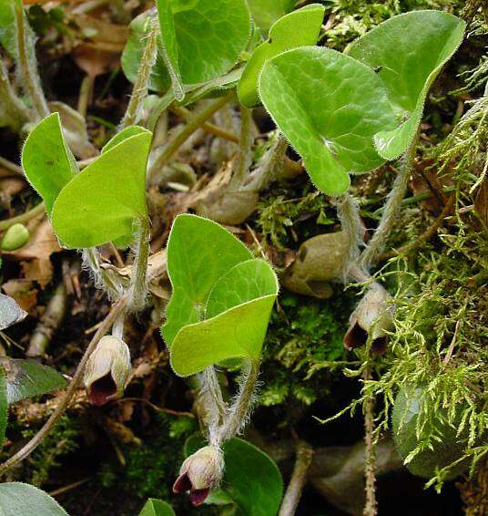 Image of European wild ginger