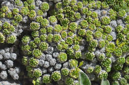 Image of Draba rigida Willd.