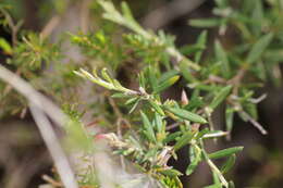 Image of Grevillea lavandulacea Schltdl.