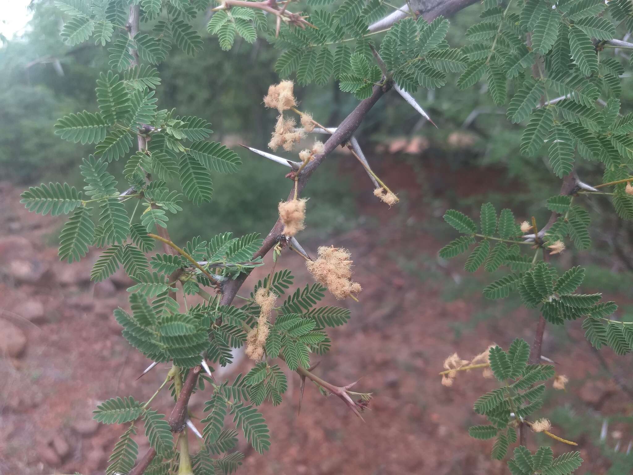 Image of Vachellia horrida (L. fil.) Kyal. & Boatwr.