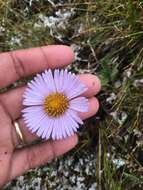 Image de Erigeron porsildii G. L. Nesom & D. F. Murray