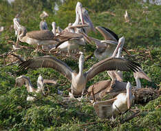 Image of Grey Pelican