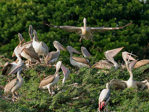 Image of Grey Pelican