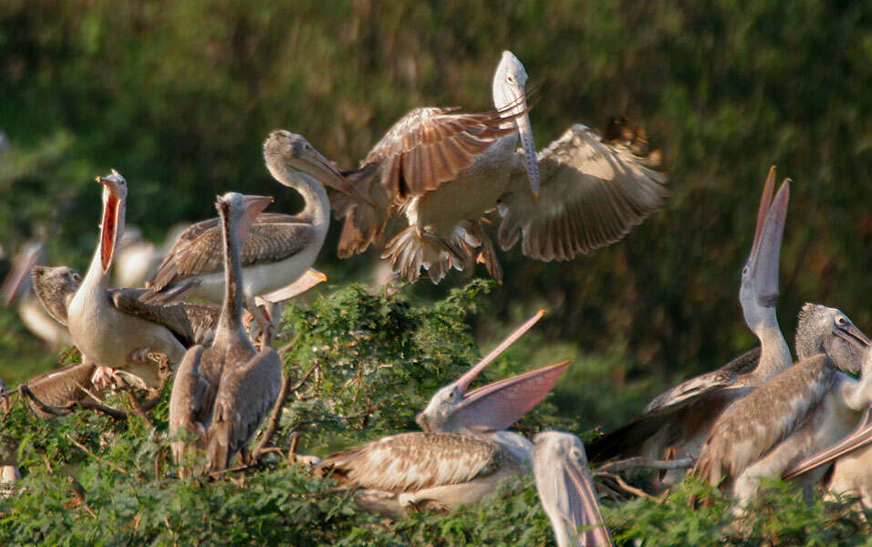 Image of Grey Pelican