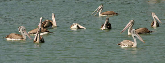 Image of Grey Pelican