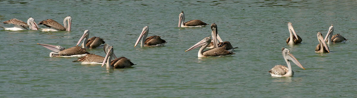 Image of Grey Pelican