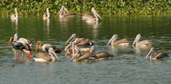 Image of Grey Pelican