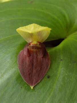 Image de Pleurothallis imperialis Luer