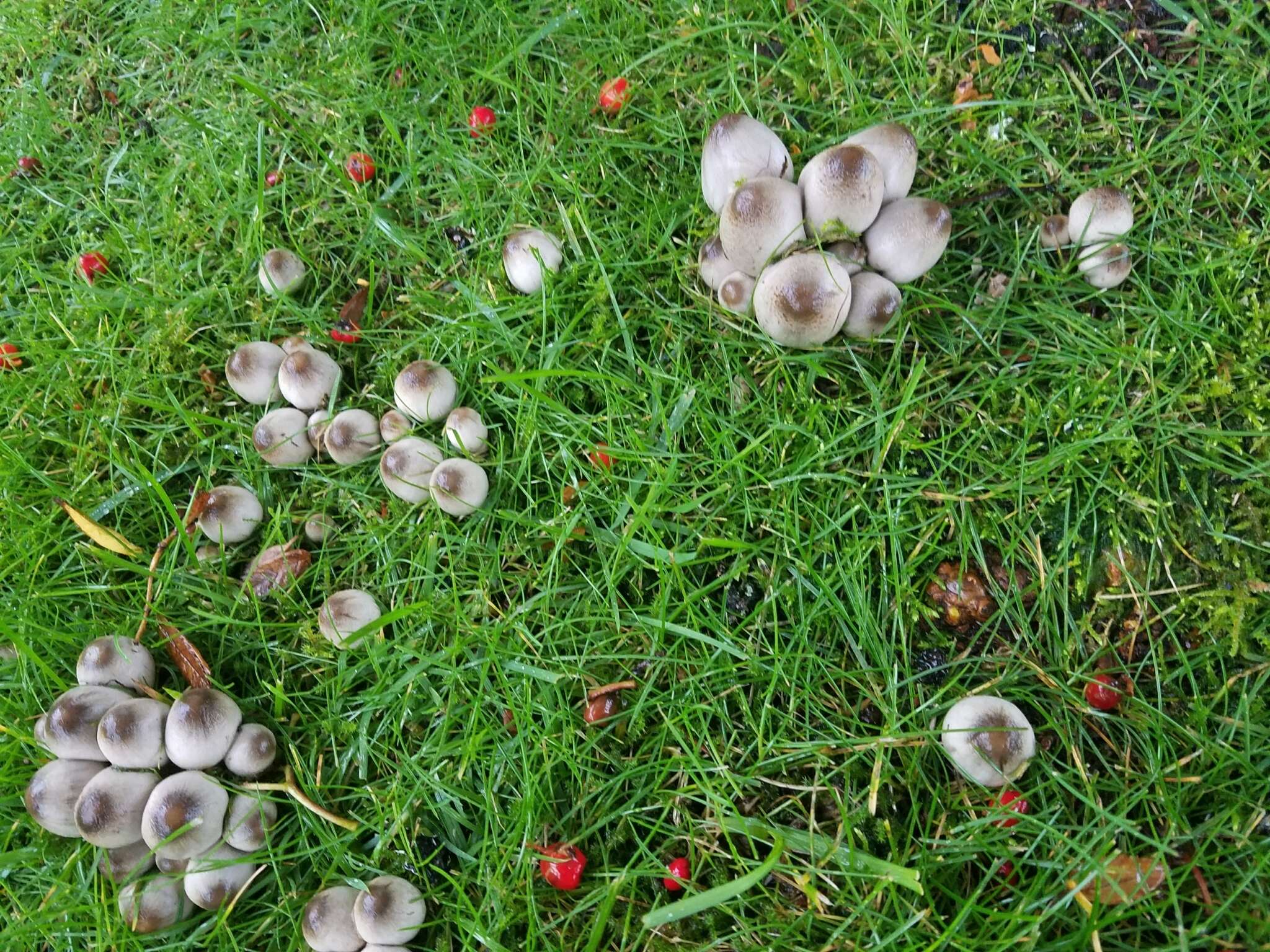 Coprinopsis atramentaria (Bull.) Redhead, Vilgalys & Moncalvo 2001 resmi