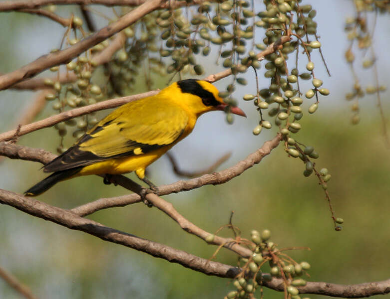 Image de Lannea coromandelica (Houtt.) Merr.